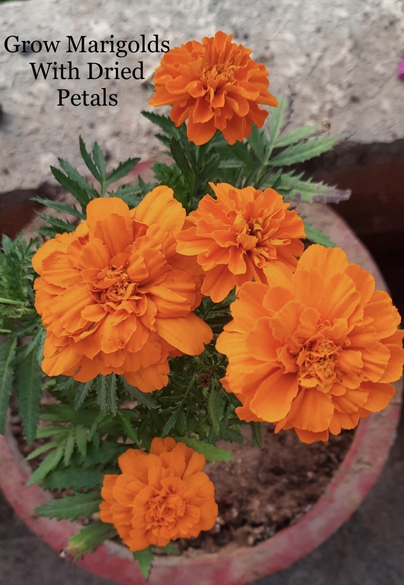 How to Grow the Indian Marigold Flowers, From it’s Dried Petals