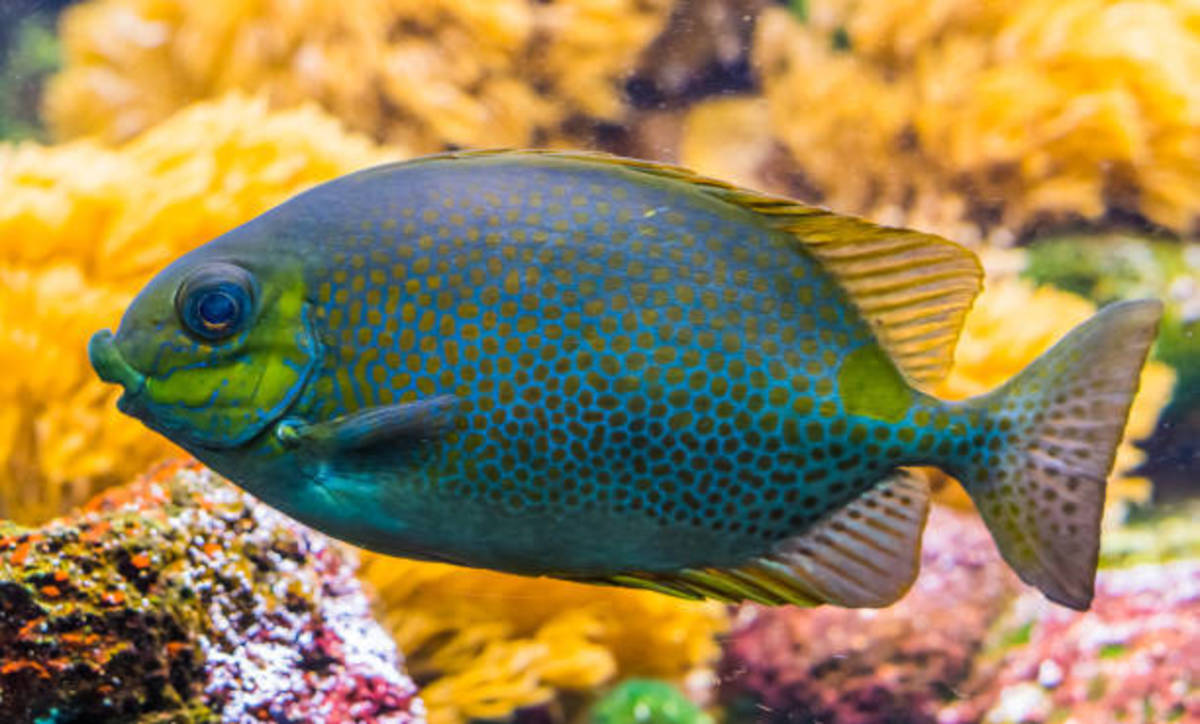 how-to-care-for-a-blue-spotted-rabbit-fish