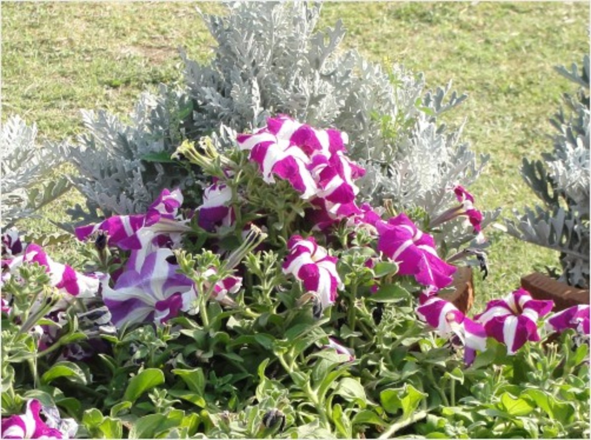 Violet Flowers - Vivid violet blended with pure white Violet Flowers - Vivid violet blended with pure white