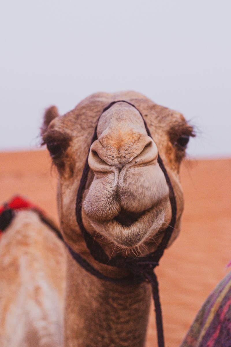 camel-botox