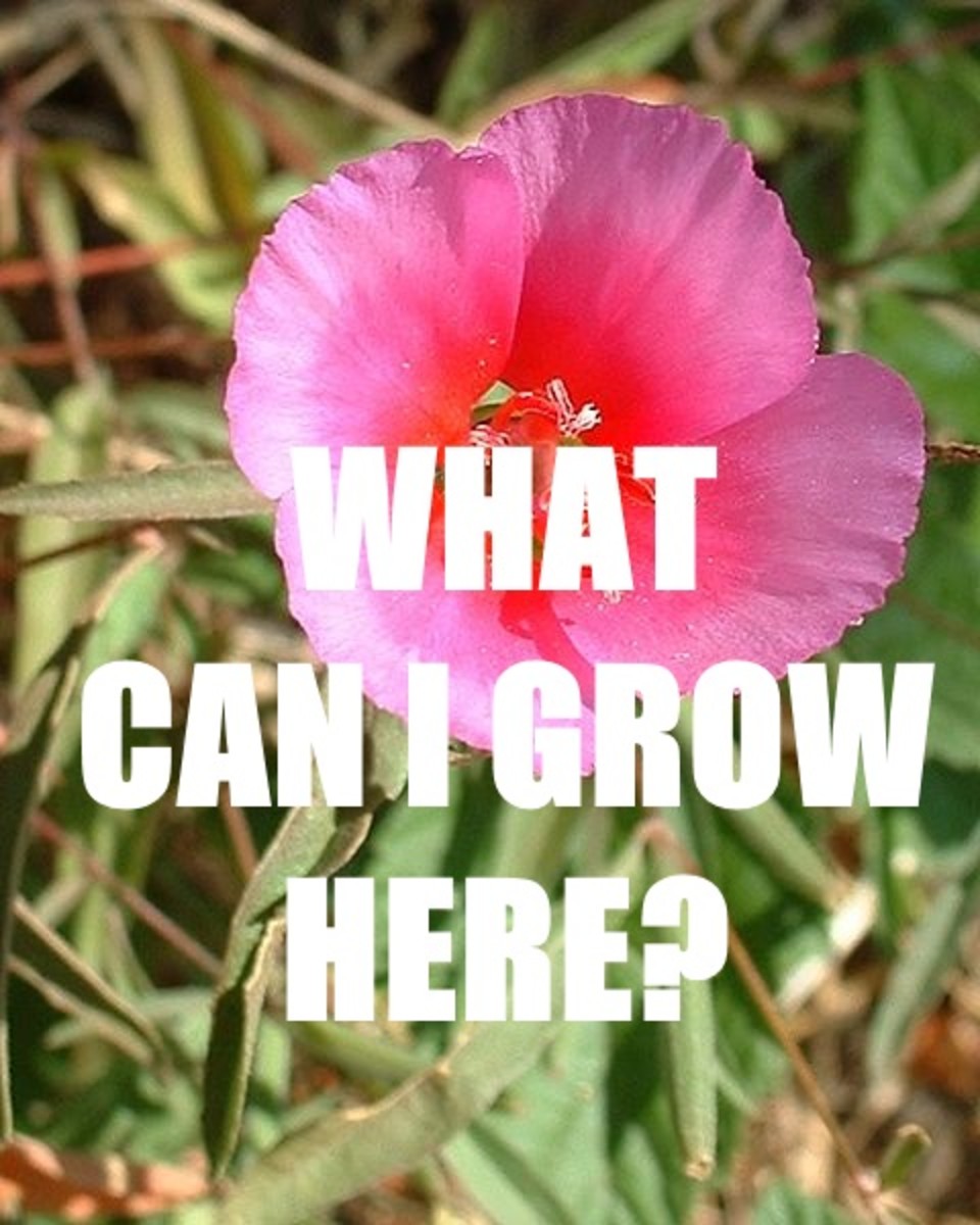 Could this flower grow in your area?