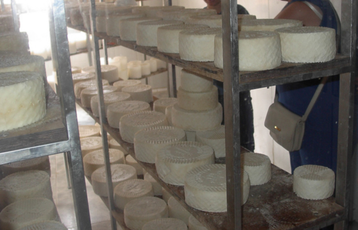 made from goats milk, Majorera cheese has won many awards.