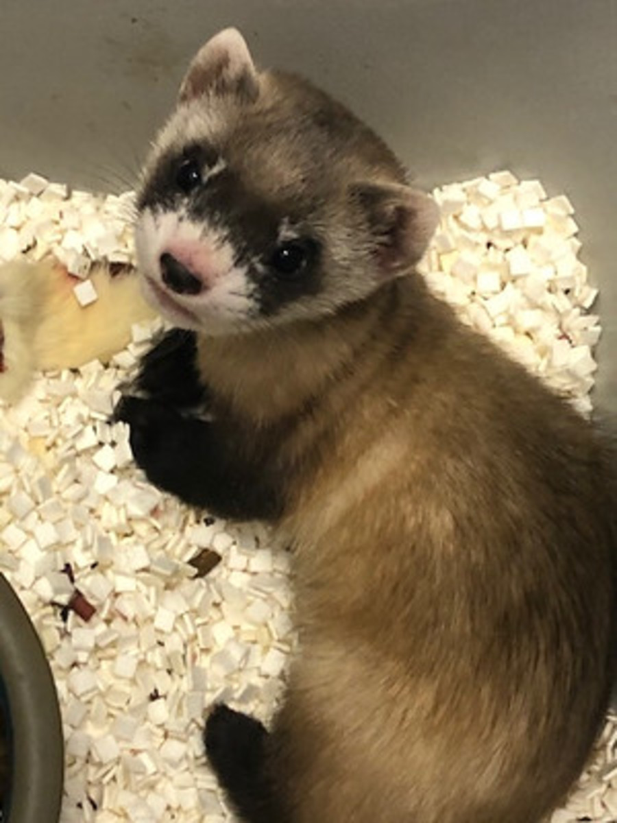The Black-footed Ferret That Could Save the Species