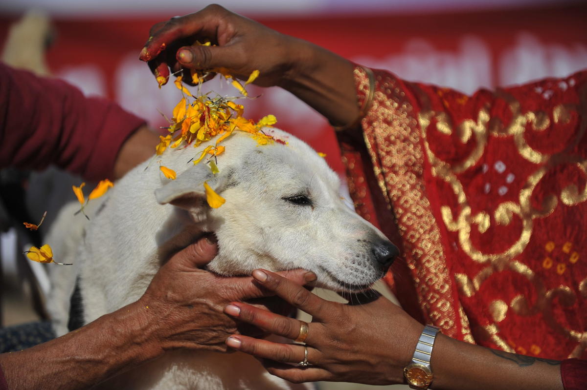 Kukur Tihar (Dog Worship) 