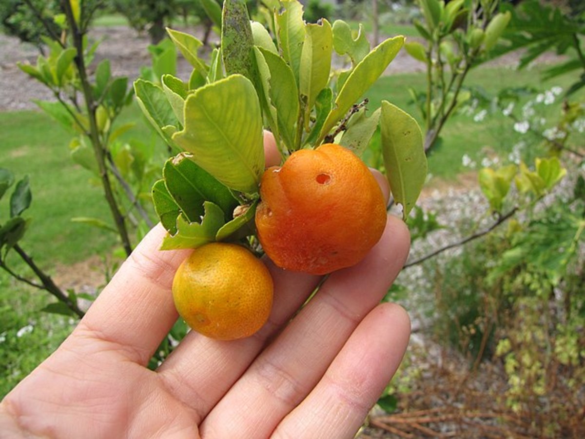 Calamondin oranges are sweetest when they are orange and fully ripe.