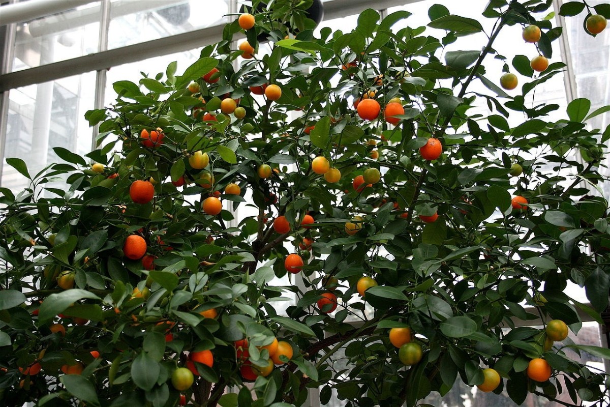 How to Grow a Calamondin Orange Tree Indoors or Outdoors