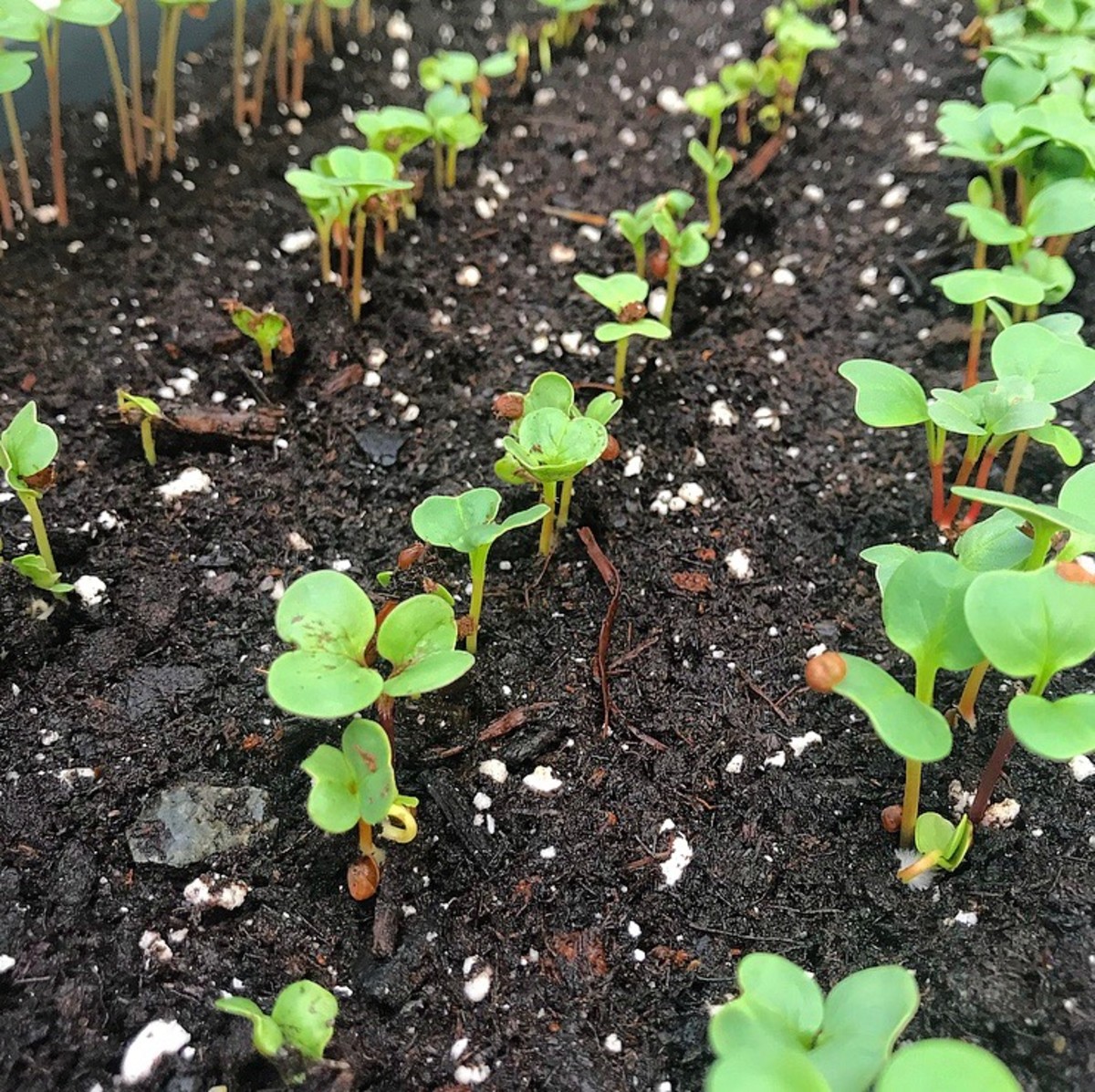 Fall radishes planted in September; 1 week after direct sowing.