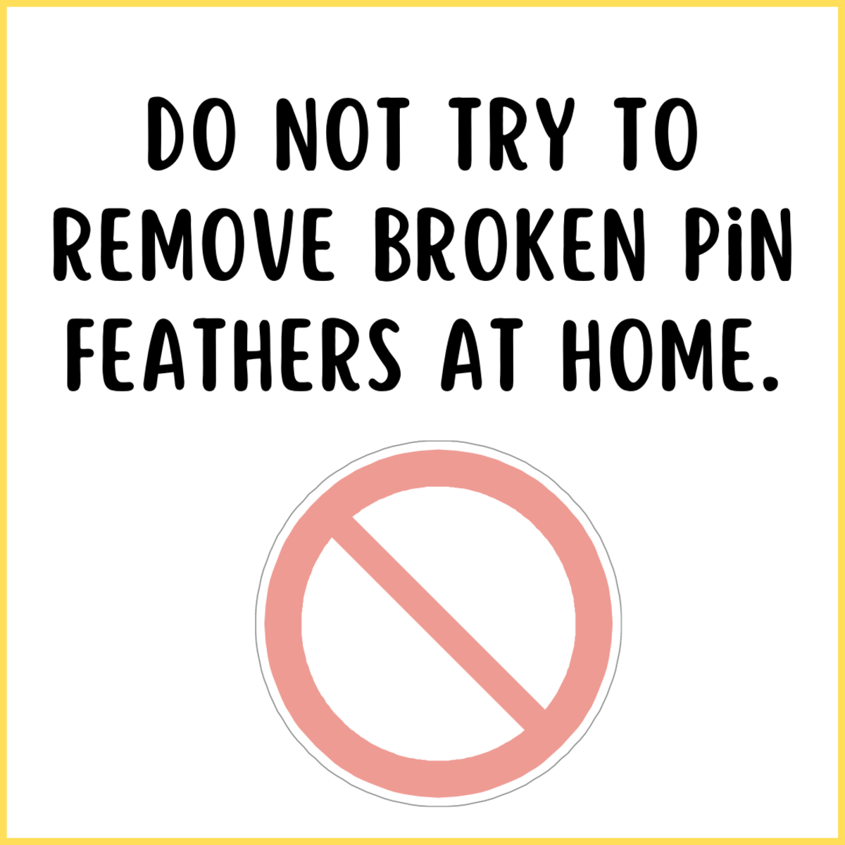 Never try to deal with your bird's broken pin feather at home. It could result in a broken wing or worse. 