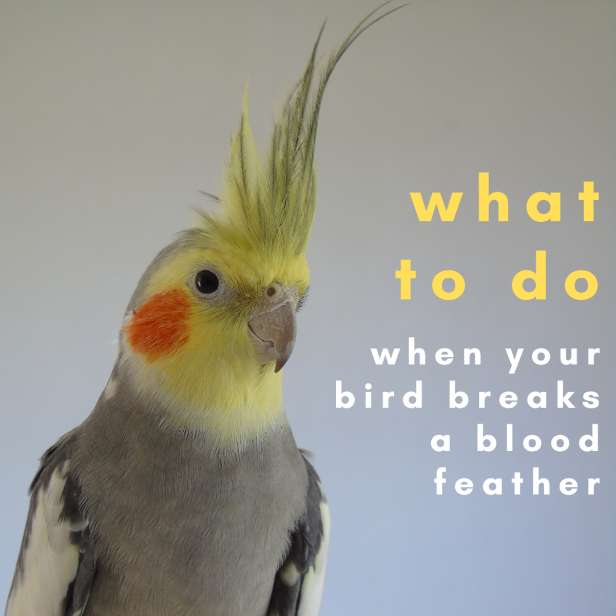 A broken blood feather is no joke. Learn how to identify one and what to do about it. 