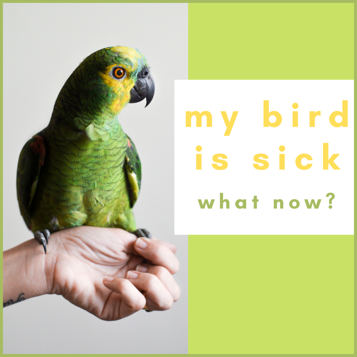 If your bird is showing signs of illness, it means something is seriously wrong. 