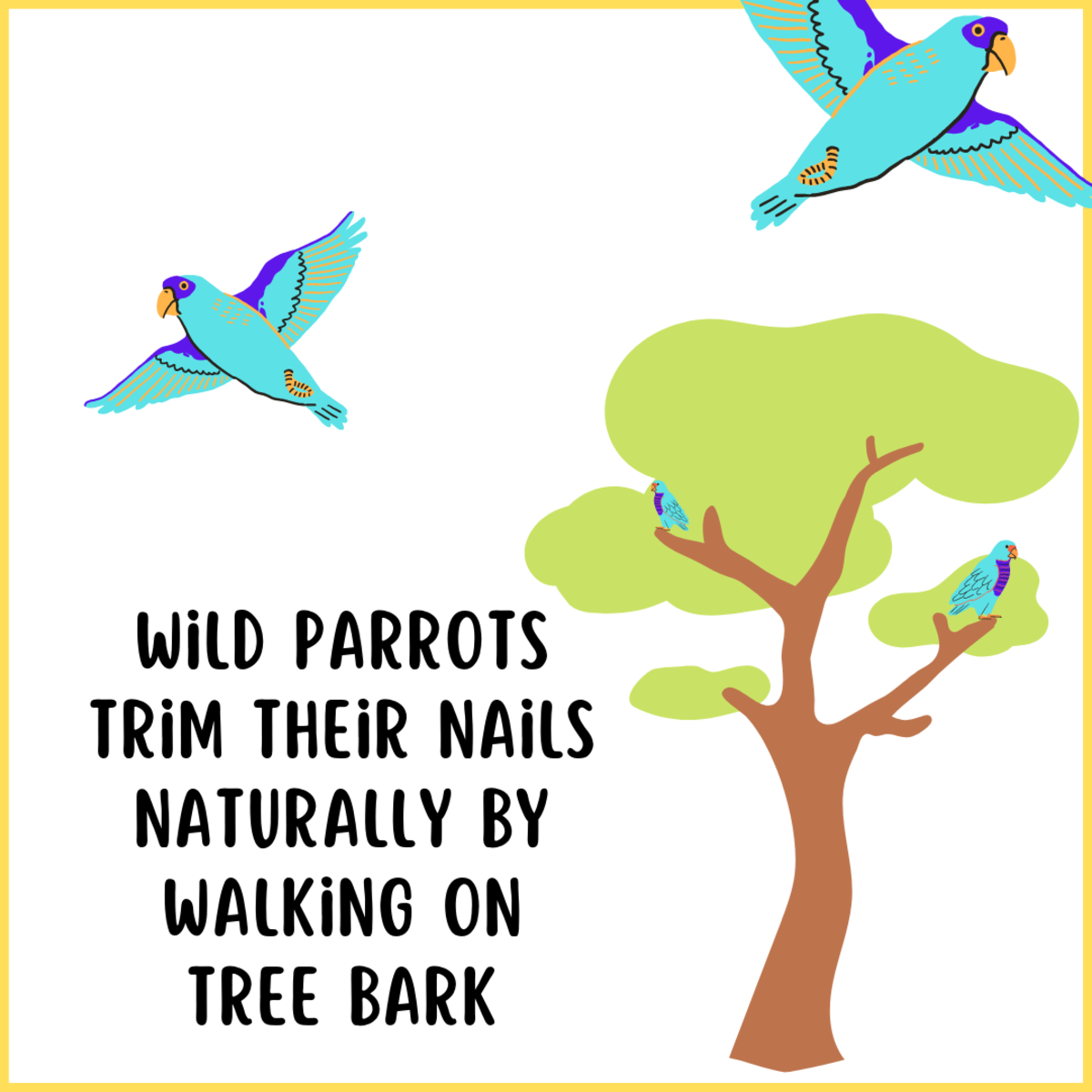 Wild birds may not need nail trims (ha!), but indoor birds definitely do. 