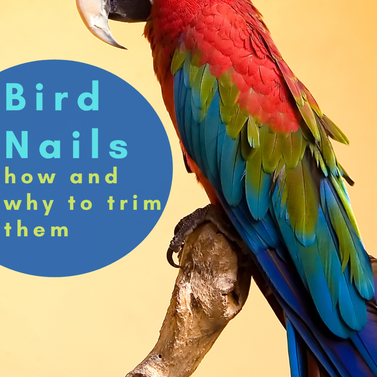 Trimming your parrot's nails is a necessary part of their care, but it isn't as simple as it may seem. 