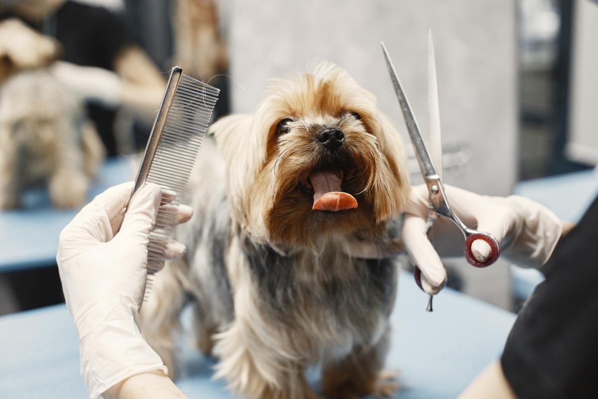 How Much to Tip Pet Groomer?
