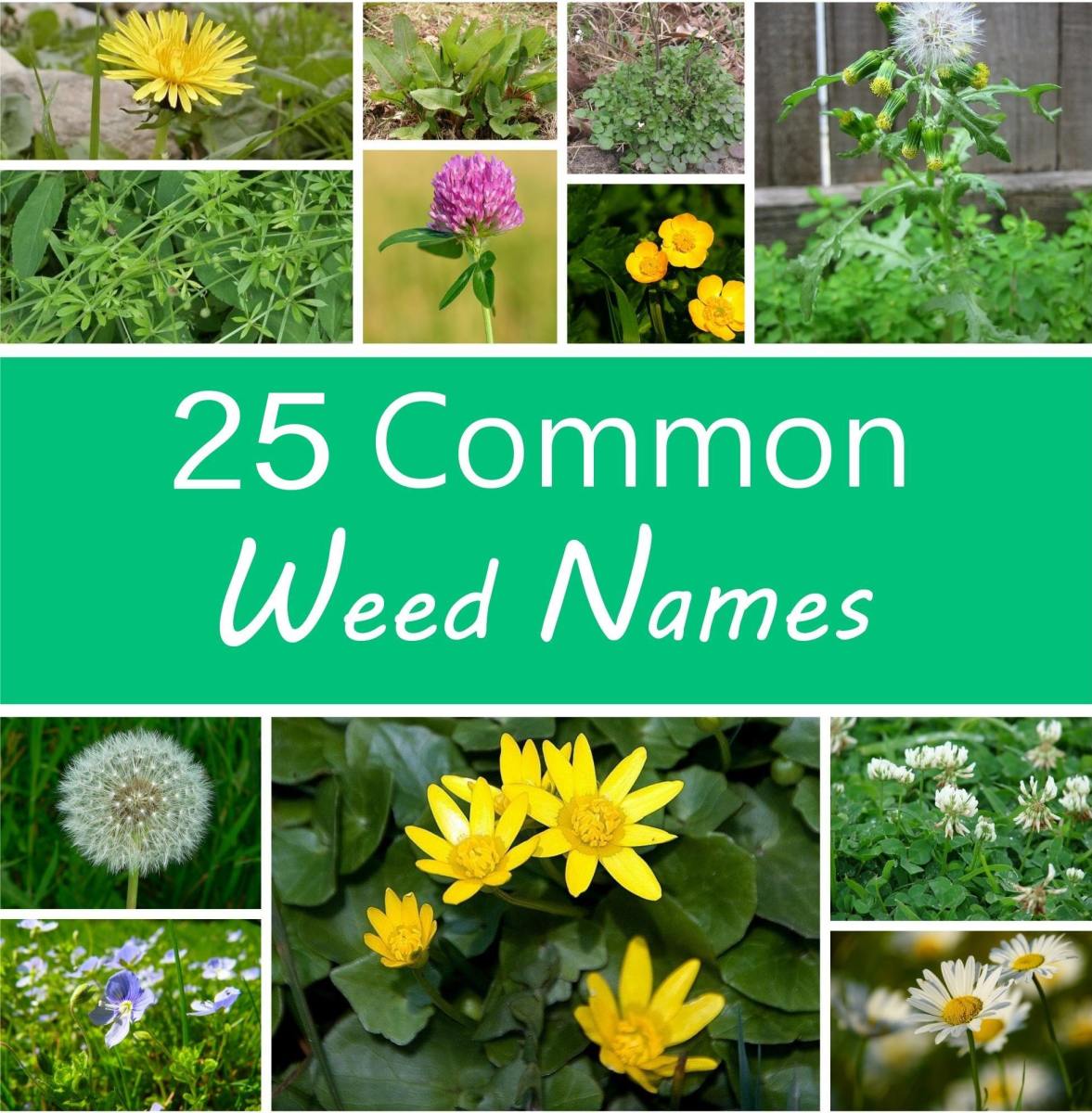 a guide to names of weeds (with pictures) - dengarden