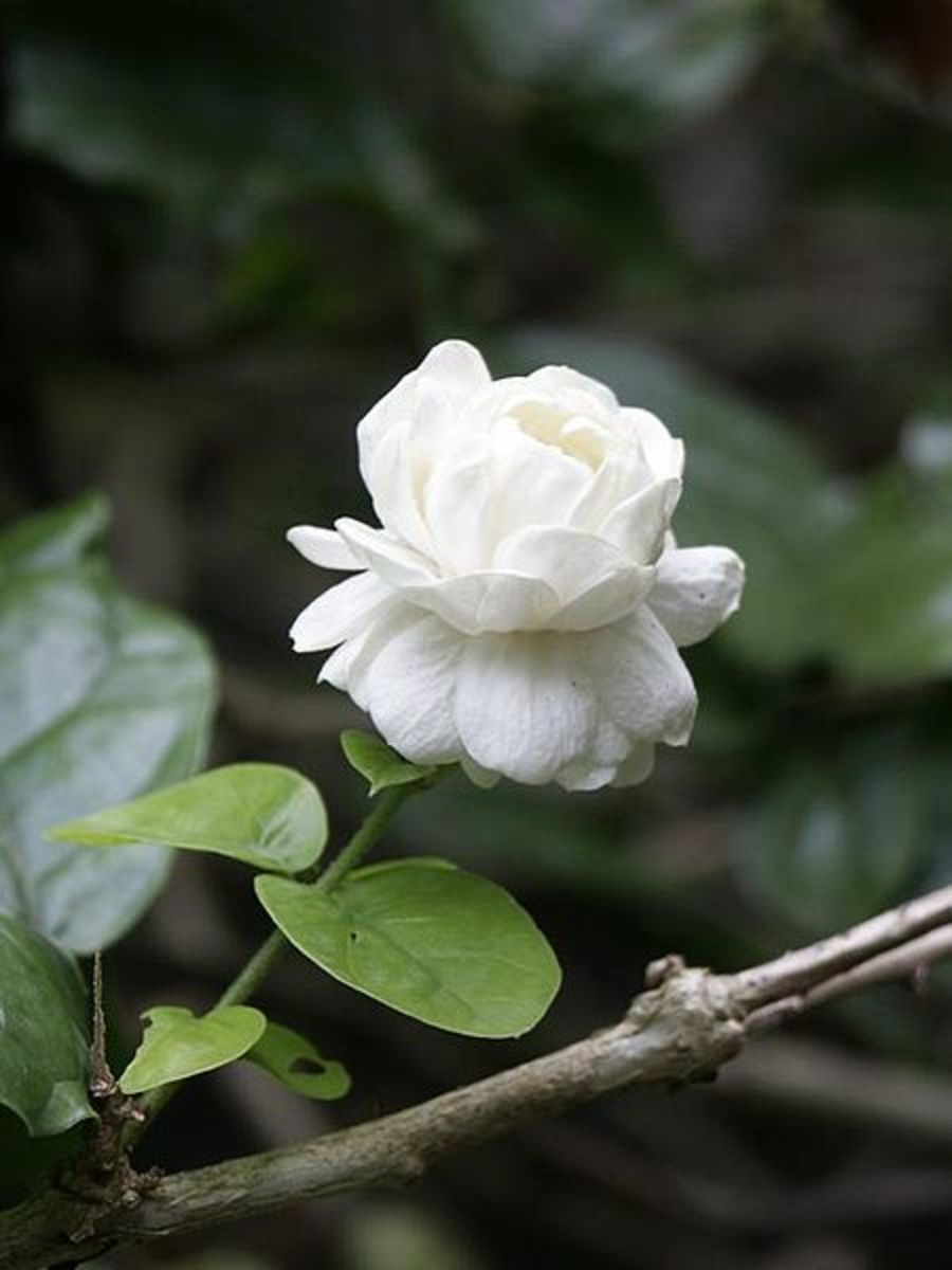 Jasmine in Bloom