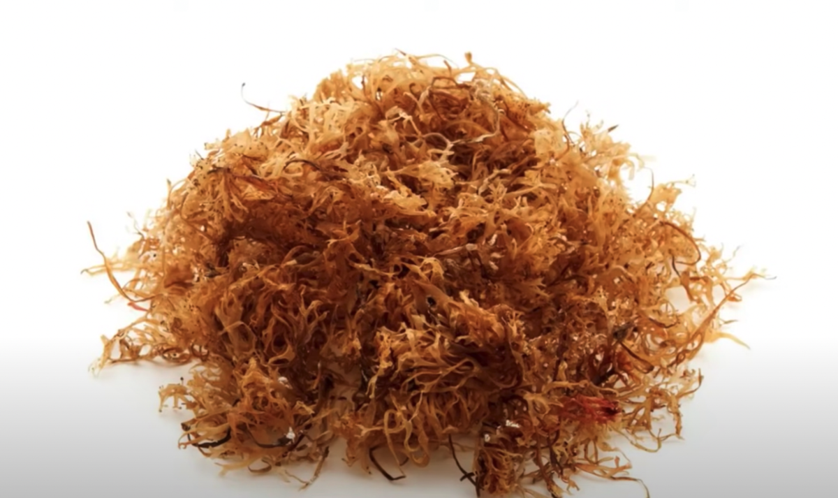 Sea Moss, also known as Irish moss, contains 92 of the 102 minerals our bodies need.