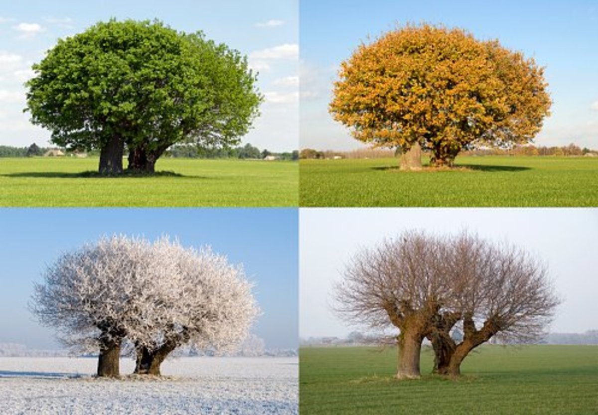 Trees change with each season.