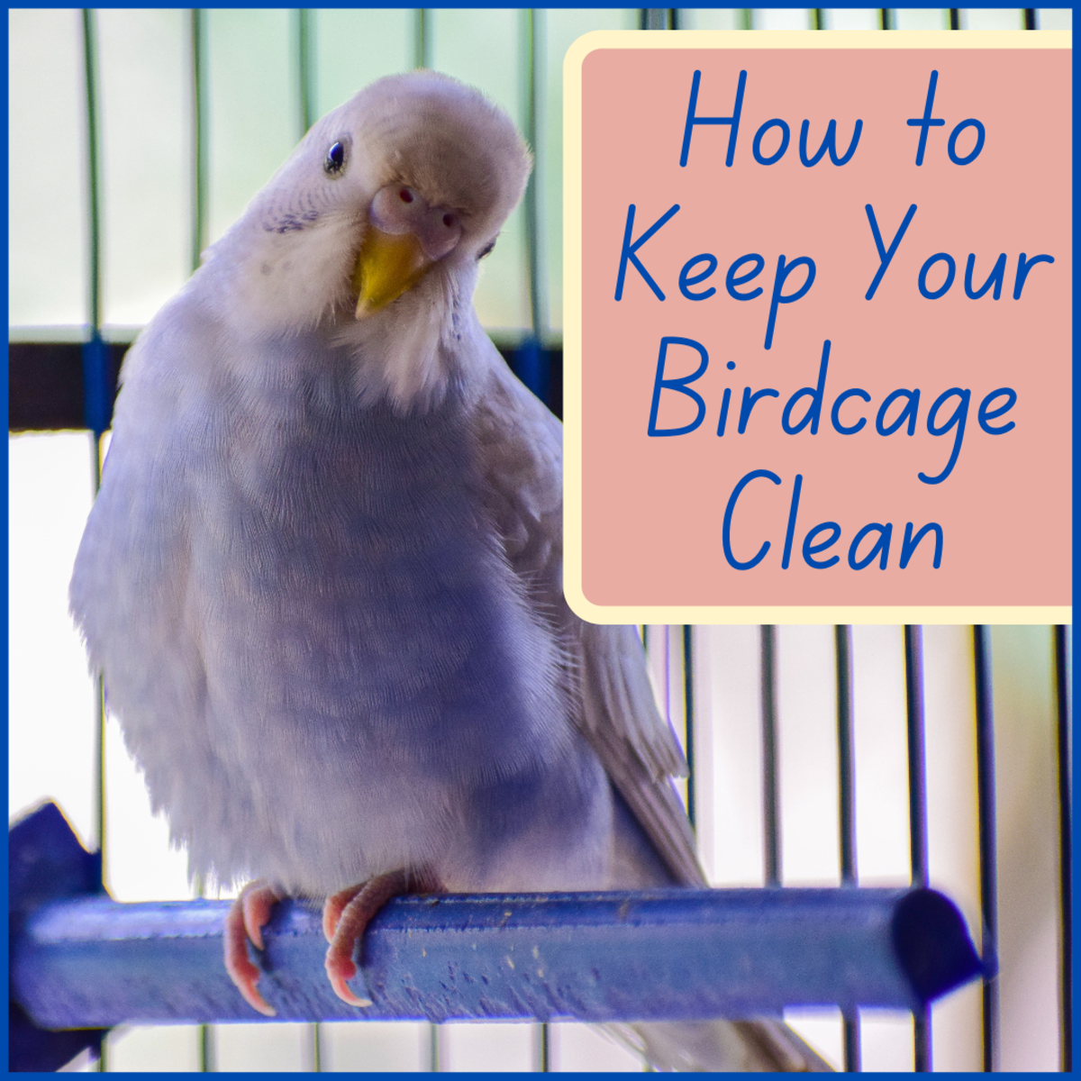 Learn a few easy ways to trick out your birdcage and save yourself the mess.  