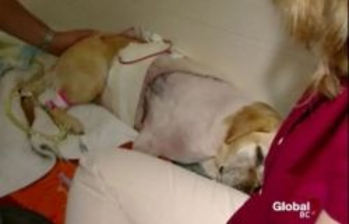 The 5-year-old labrador had a shattered nose, cracked ribs, and a punctured lung after being dragged by a moving SkyTrain