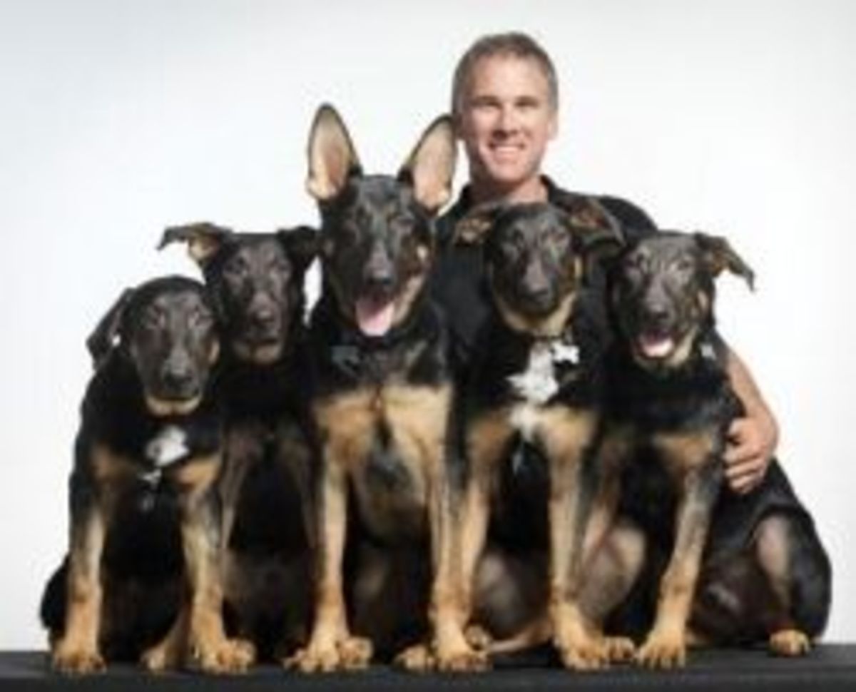 These five German shepherds, shown with owner James Symington, are genetic replicas, clones, of Trakr, a famous K9 police partner and search and rescue dog. Symington is training the dogs to help in search and rescue efforts throughout the world. Pho
