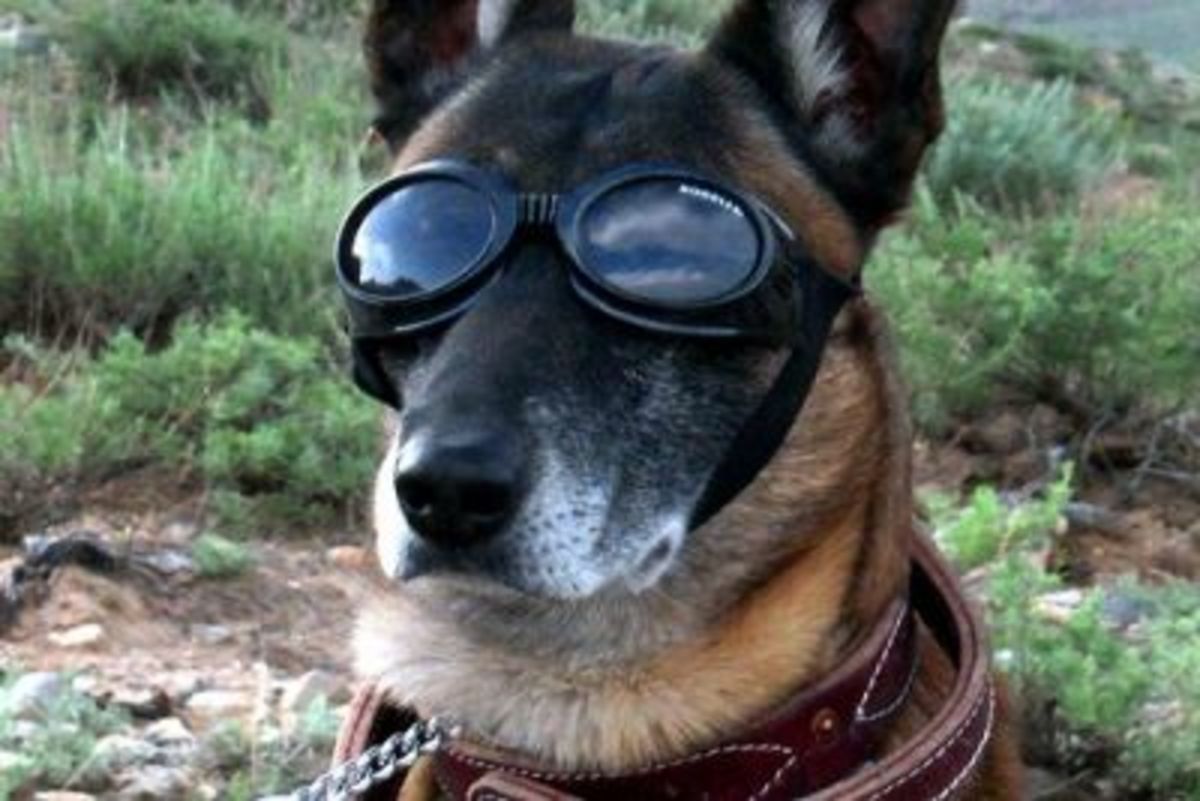 Doggles for military working dog