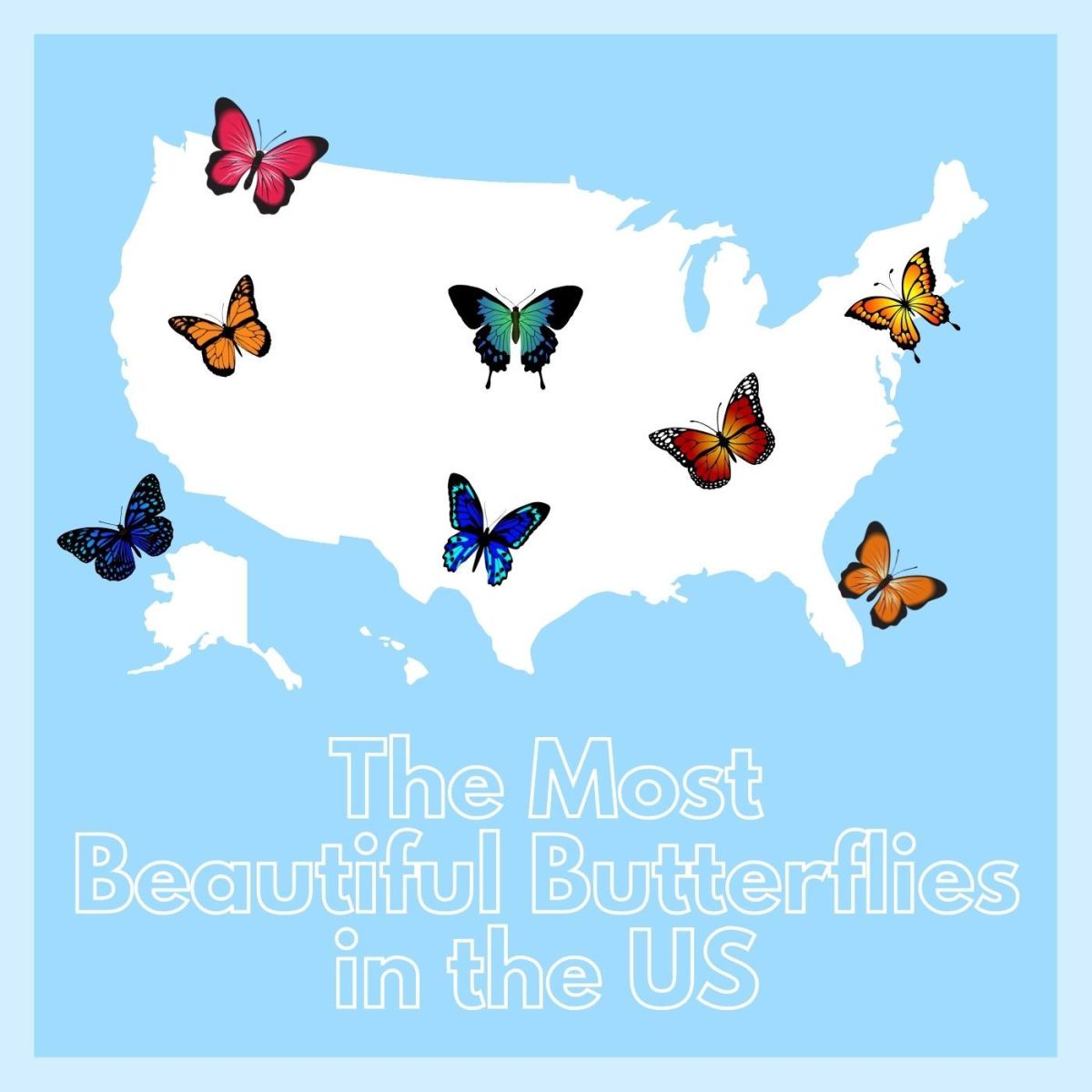 Butterflies are the most beautiful creatures in the world. 