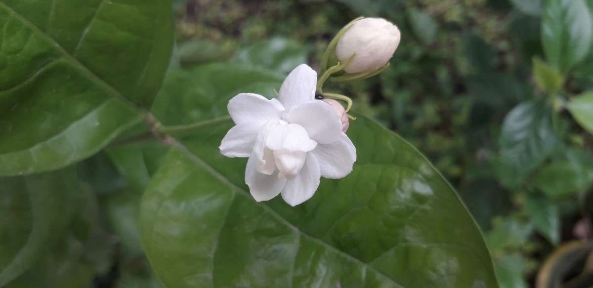 Jasmine flower has medicinal properties 