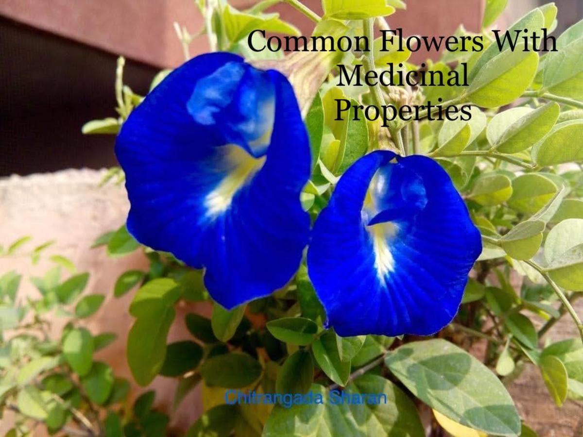 9 Common Indian Flowers With Medicinal Properties HubPages