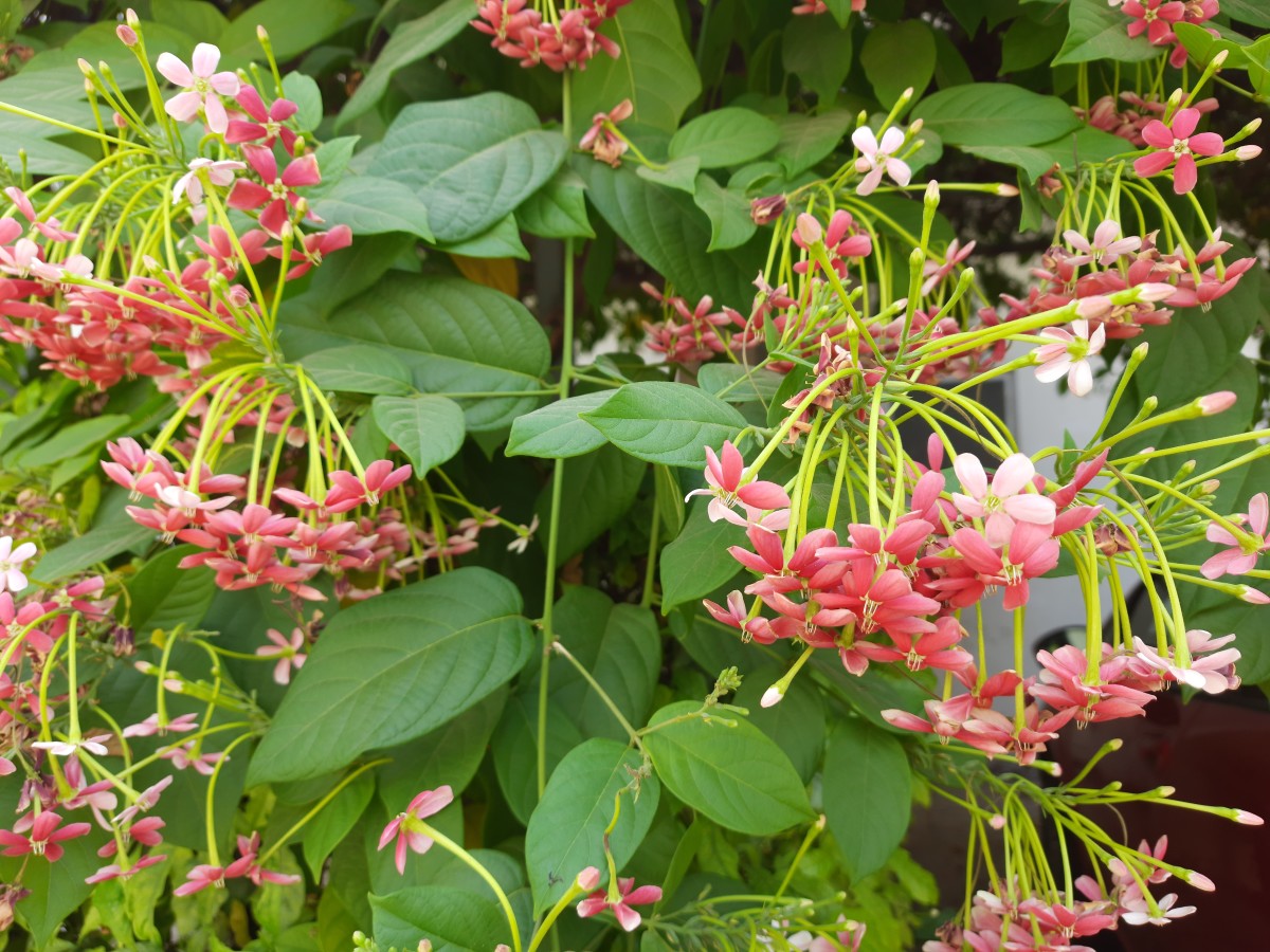 Rangoon Creeper or Madhumalti flowers have medicinal properties 