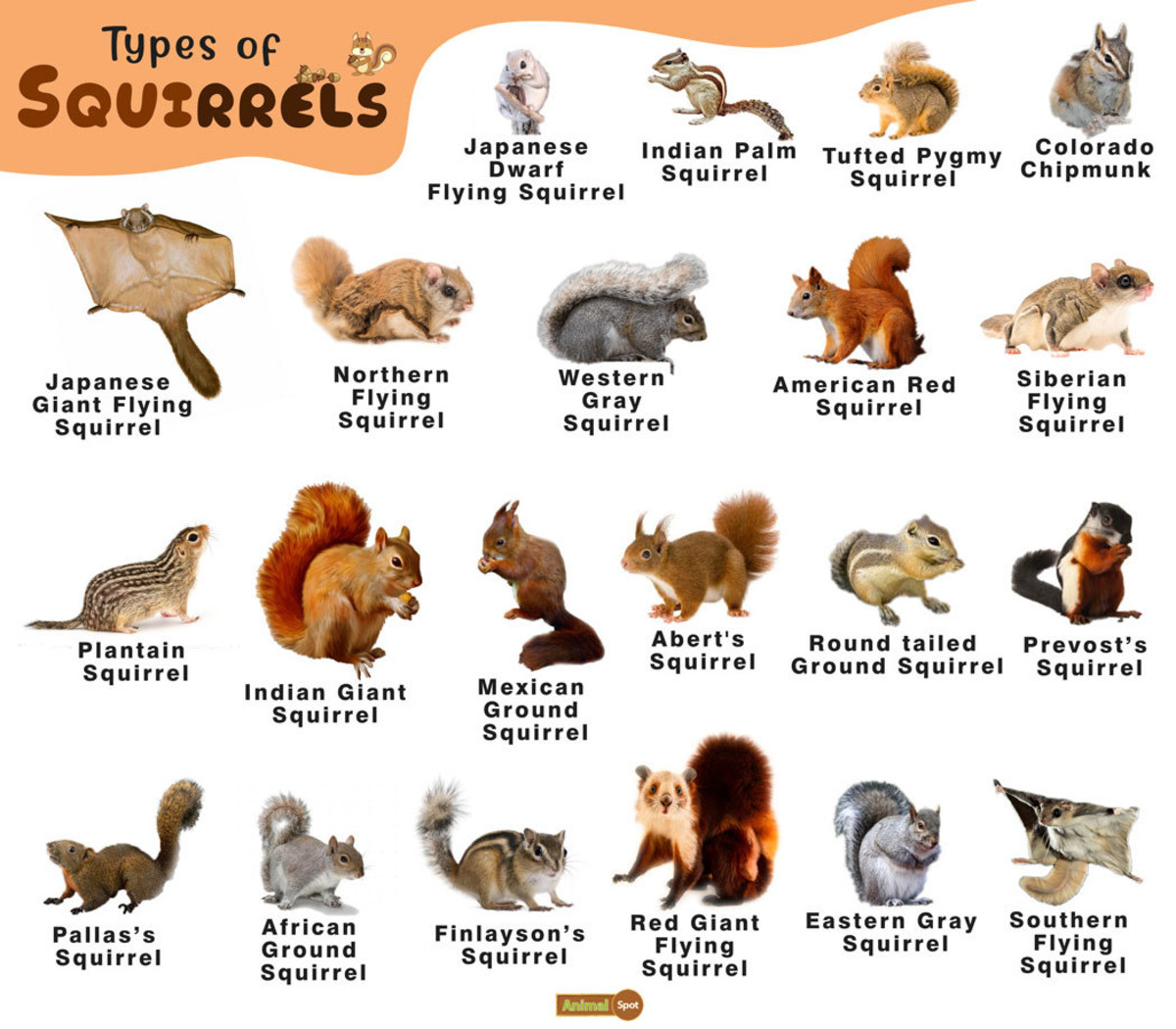 international-squirrel-appreciation-day