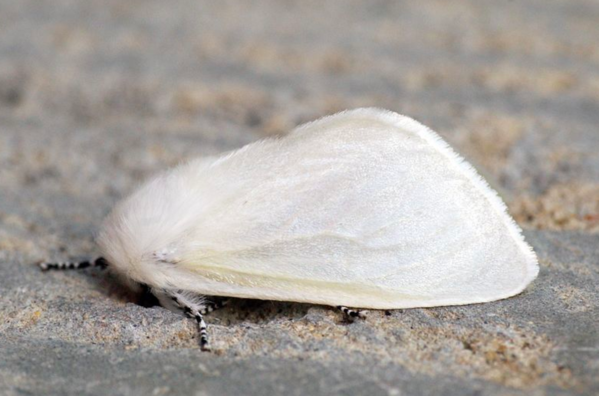 Adult white satin moth