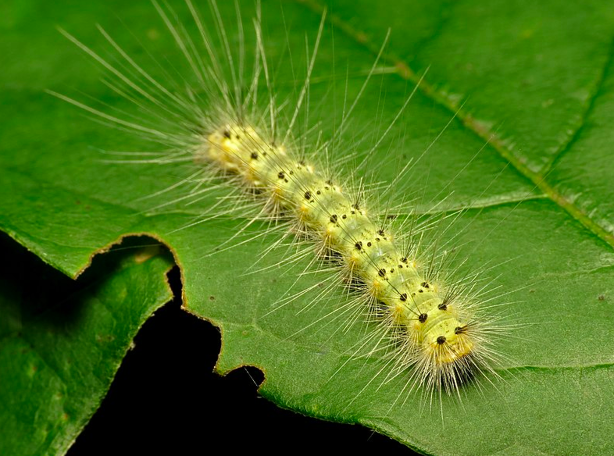 Fall webworm caterpillar