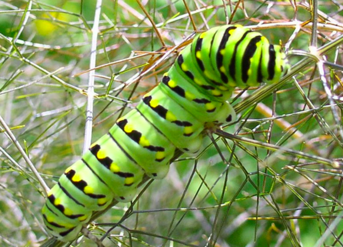 Caterpillars With Spots An Identification Guide to Spotted