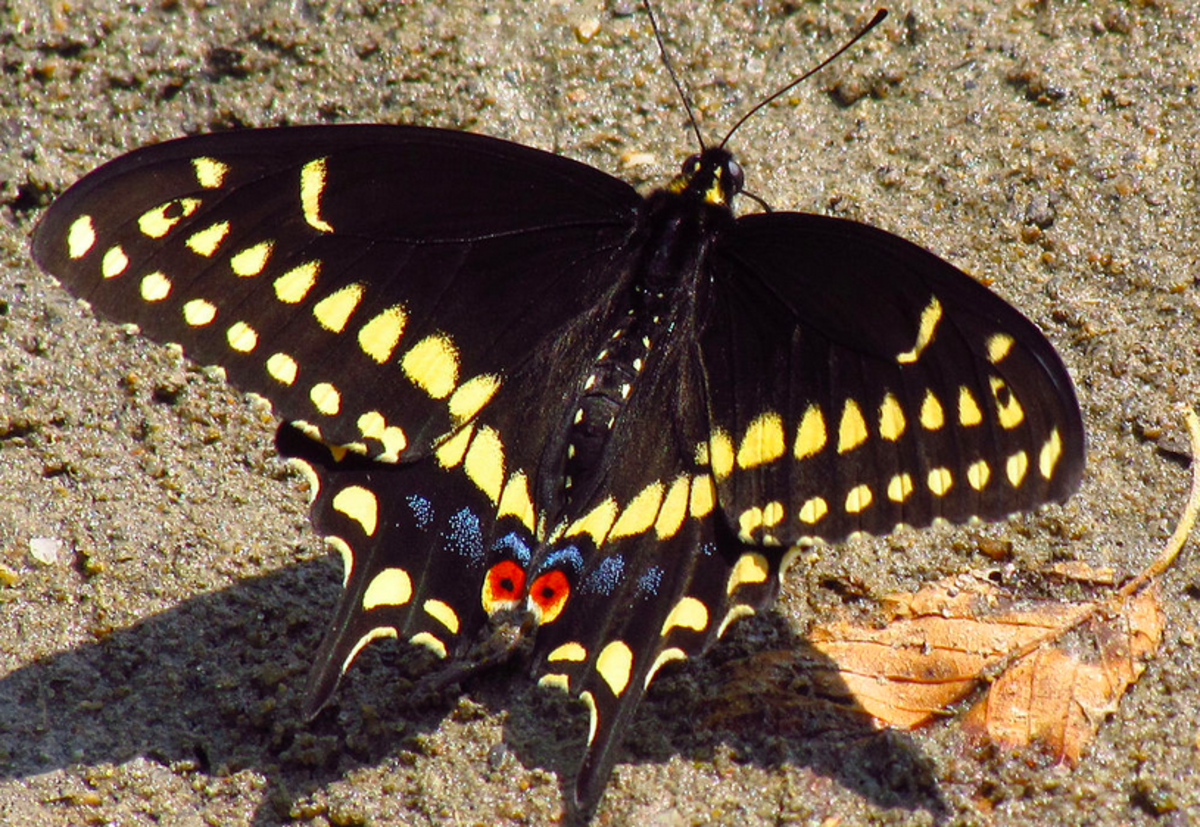 The black swallowtail