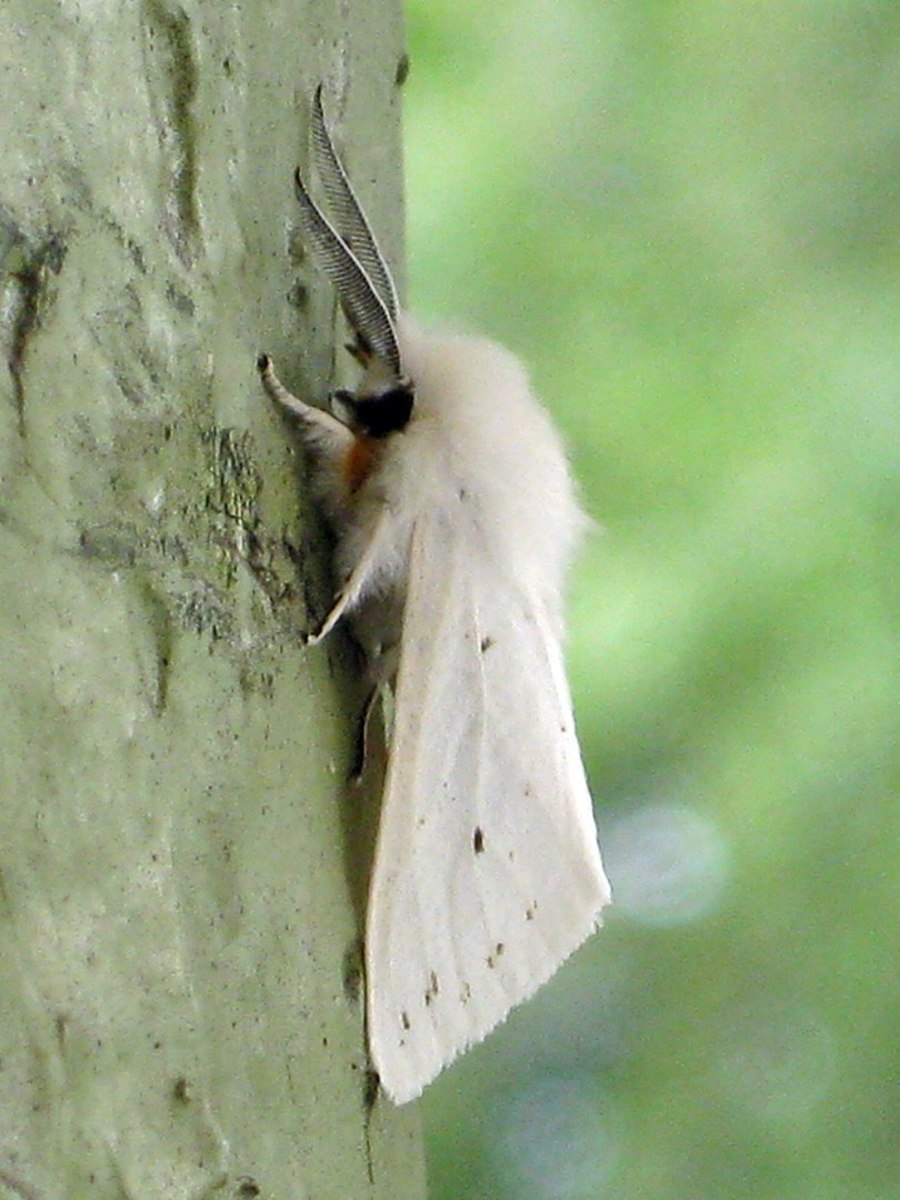Adult Fall Webworm Moth