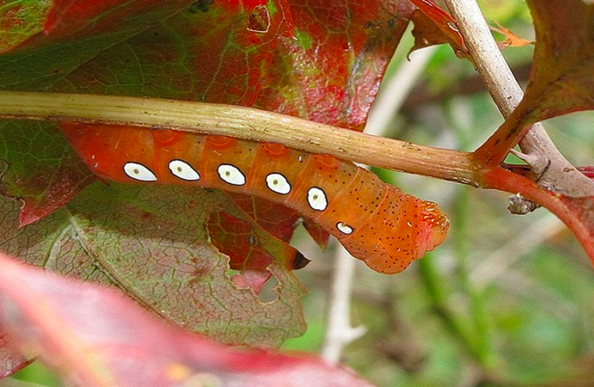caterpillars-with-spots