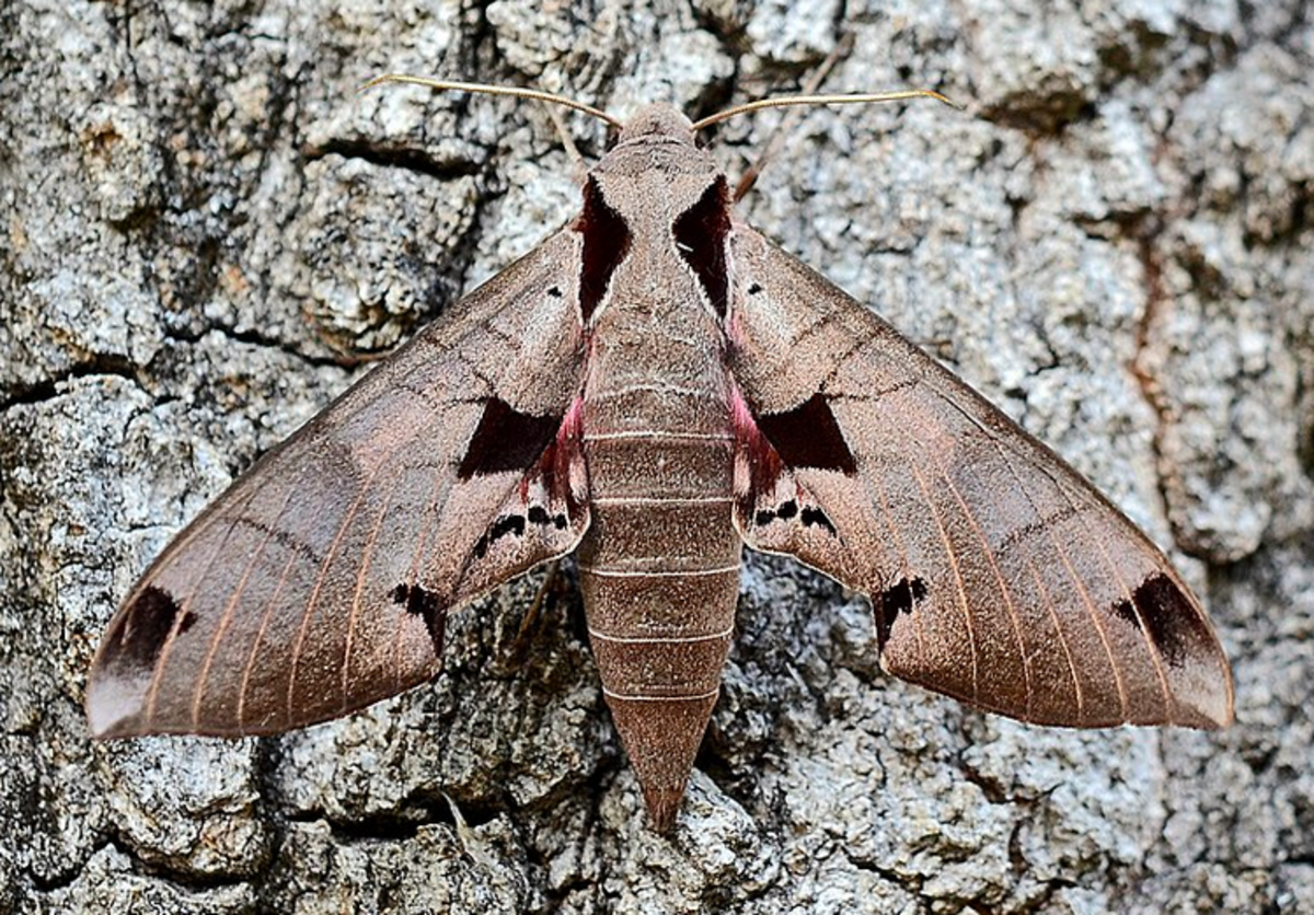 The achemon sphinx moth