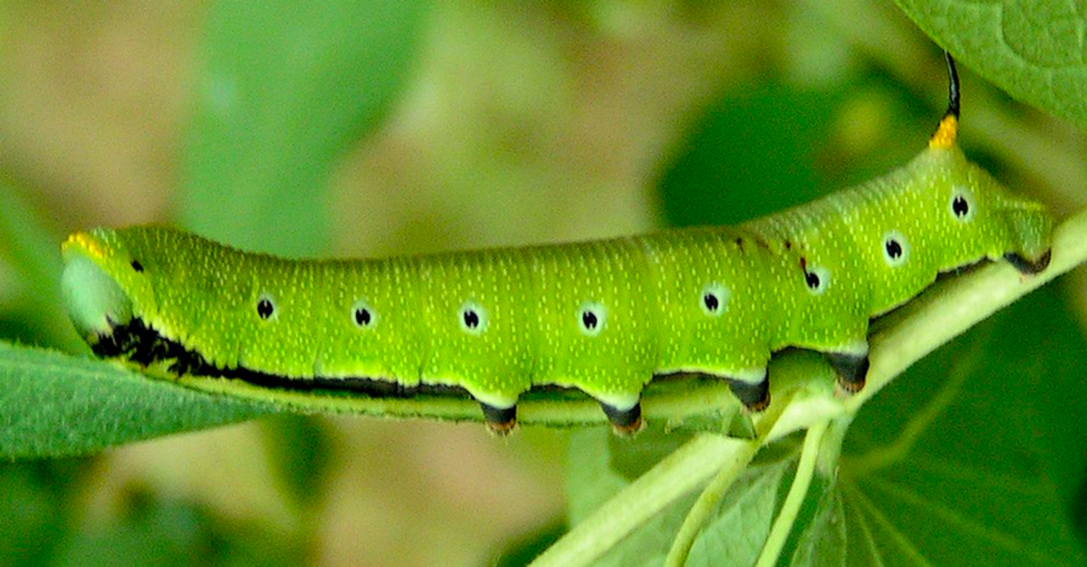Snowberry clearwing caterpillar