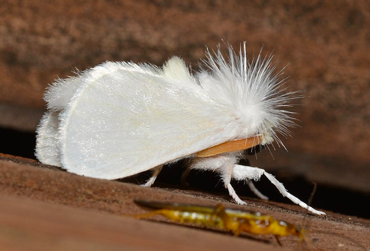Norape ovina adult moth
