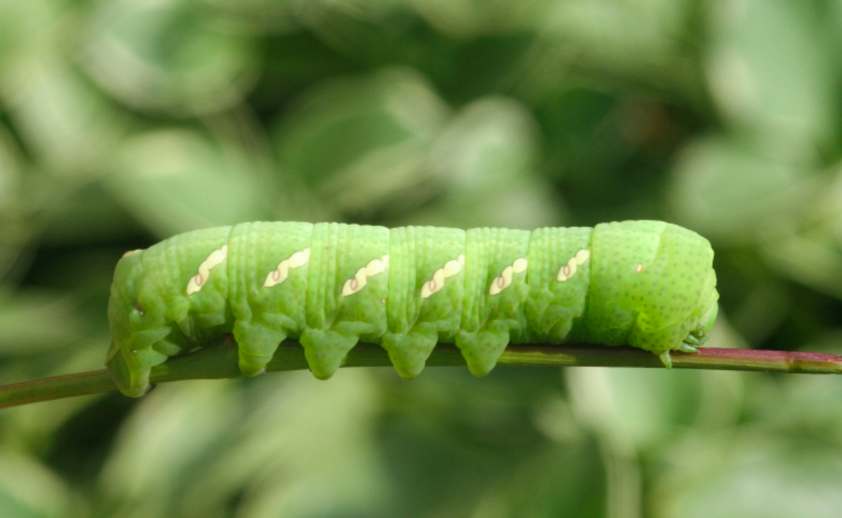 Achemon sphinx caterpillar