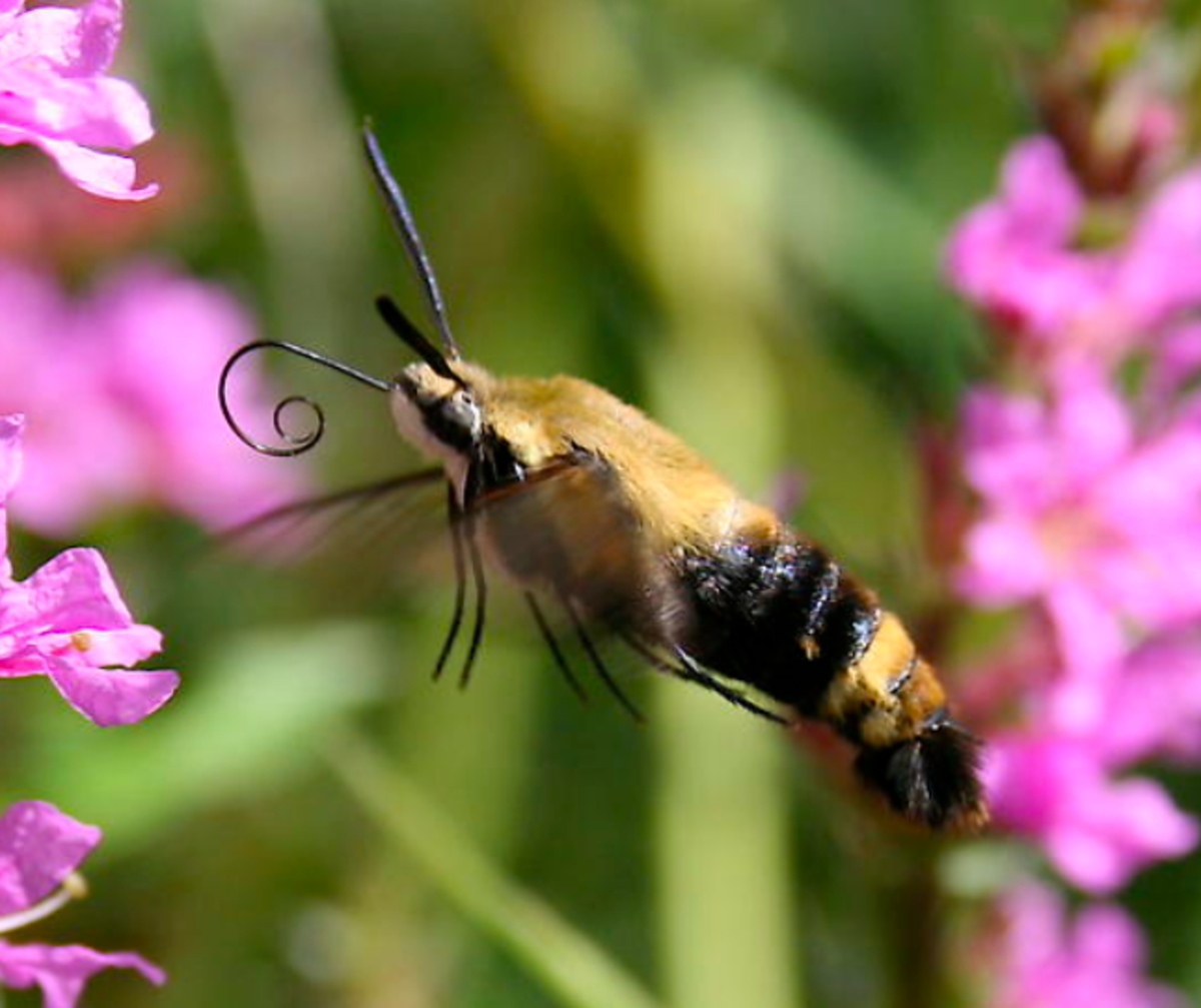 The snowberry clearwing moth