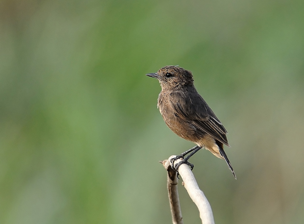 The Pied Bushchat female calls out softly from her perch in the meadows. (Meadows beyond the river Chitravati)