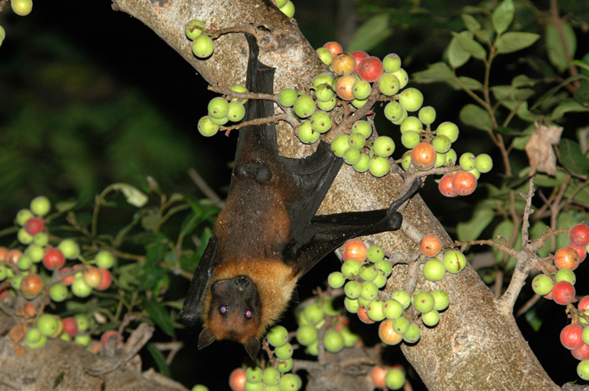 Munching merrily on berries is the impressive Indian Flying Fox. (tree inside the premises of the Sathya Sai Mirpuri College of Music)