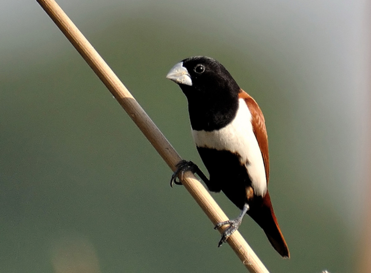 The Tricolored Munia looks dainty and beautiful as it skilfully perches on thin reeds, looking out for  seeds among the grasses and reeds. (Chitravati river bed reeds)