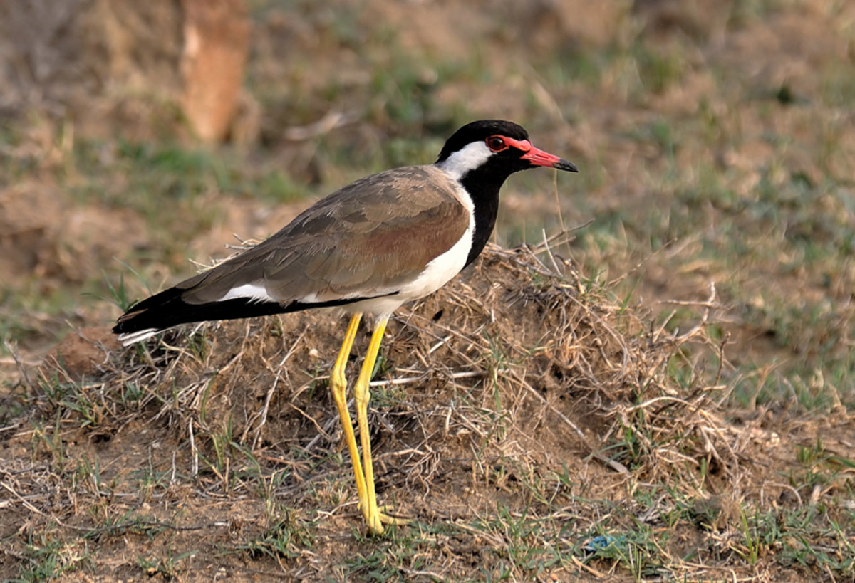 Though a conspicuous bird, please ensure that you are not conspicuous to the Red Wattled Lapwing. It will warn away all birds and within moments you will be standing on bird-free lands! (Near rice fields)