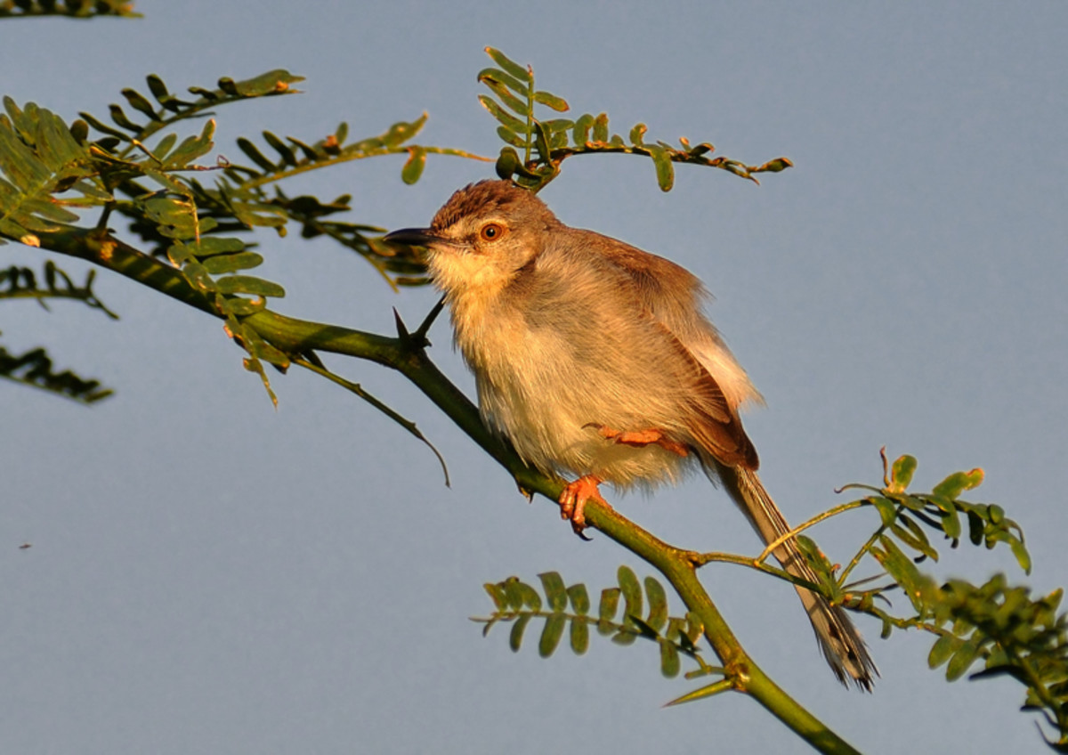 The Franklins Prinia is waking up to the golden rays of the sun. (Bushes in rice fields along the river Chitravati)