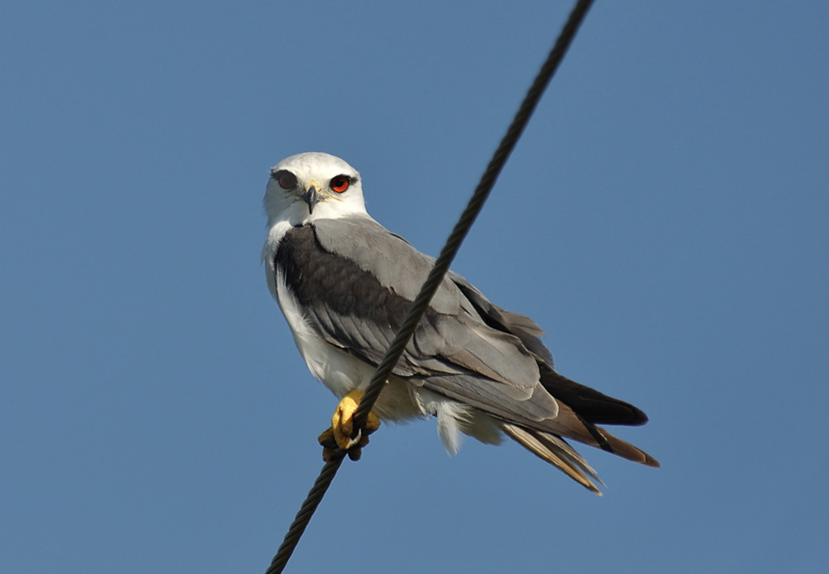 Who could have conceived the unique colour combination of the Black Shouldered Kite?(on electricity wire near Sahebcheruvu)