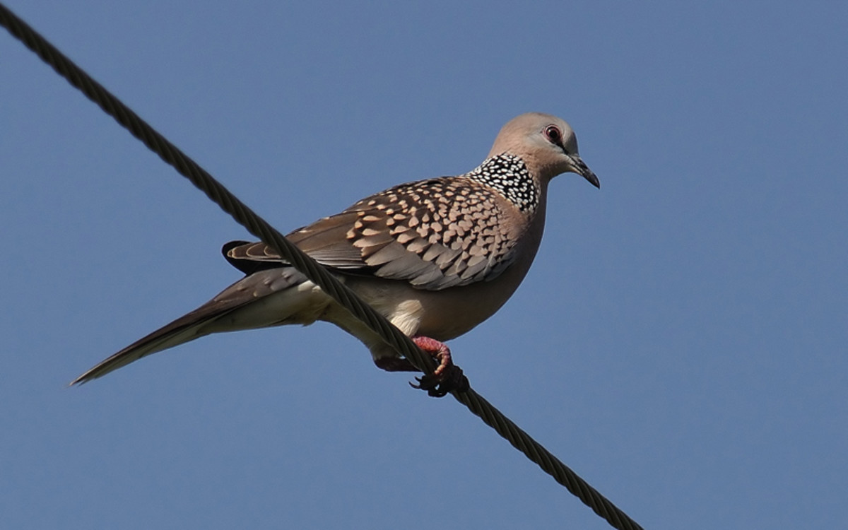 The Spotted Dove looks like another ready candidate for the post of the ambassador for peace and love! (wire along the main road)
