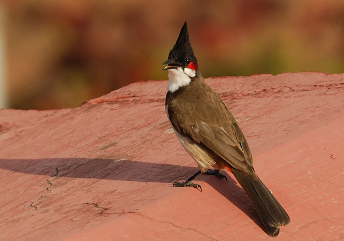 The Red Whiskered Bulbul was a rare find and delighted the heart of the photographer.