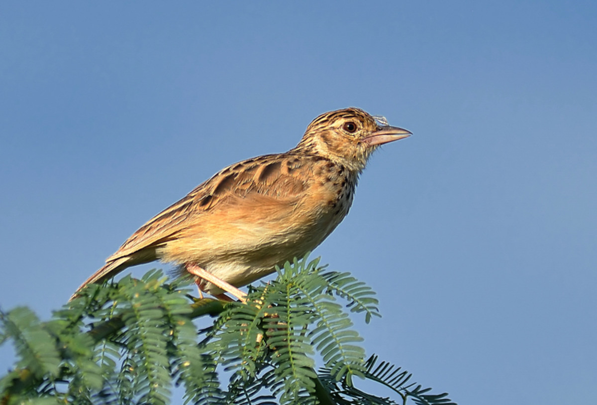 The Indian Bush Lark's songs come in at least a dozen variants. (bushes along the river Chitravati)